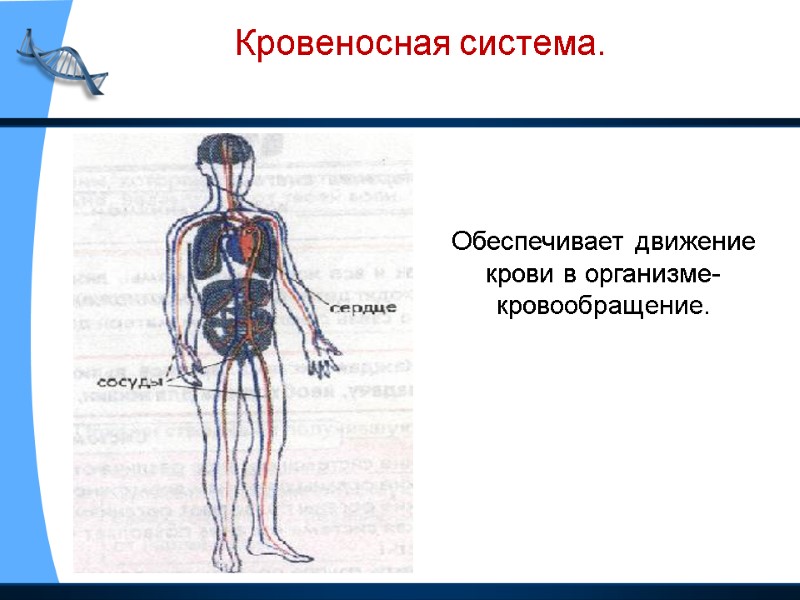 Кровеносная система. Обеспечивает движение крови в организме- кровообращение.